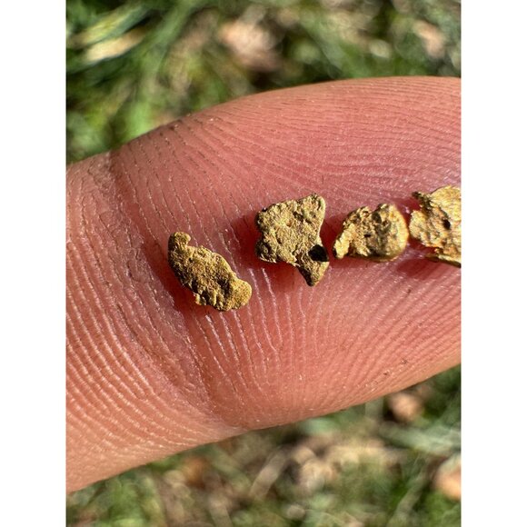 California Gold Nuggets in Display Case - 0.17 grams - Picture 3 of 6